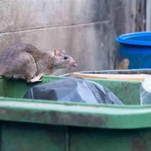[ Société ] Prolifération des rats : Miramas renforce la...