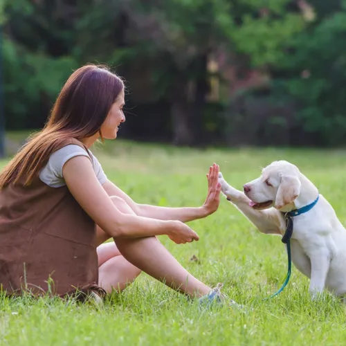 [ SOCIÉTÉ ]: Il fait bon vivre avec son chien dans les...