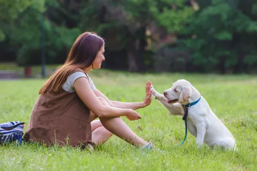 [ SOCIÉTÉ ]: Il fait bon vivre avec son chien dans les...