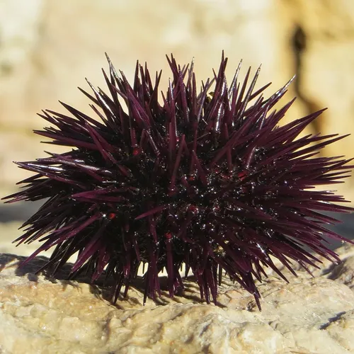 [ Société ] La pêche aux oursins dans les Bouches-du-Rhône : une...