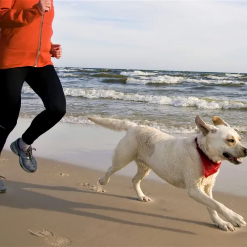 [ SPORT ] Cette Semaine : Faites bouger votre chien avec vous !