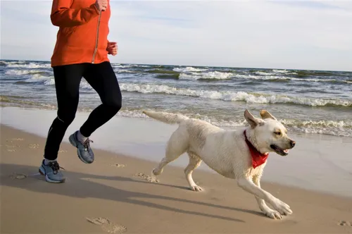 [ SPORT ] Cette Semaine : Faites bouger votre chien avec vous !