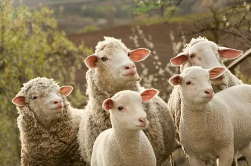 [ Société ] Attaque de loup à Saint-Martin-de-Crau : 17 brebis...