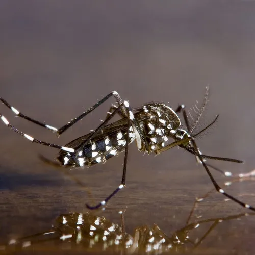 [ Société ] Moustique tigre en France : une invasion persistante...