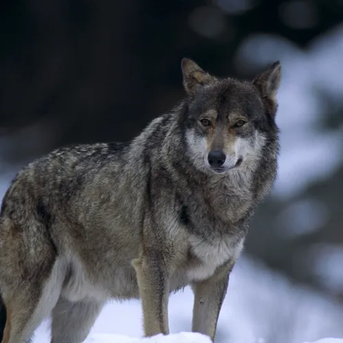[ Société ] Gard : Nouvelle attaque de loups suspectée sur un...