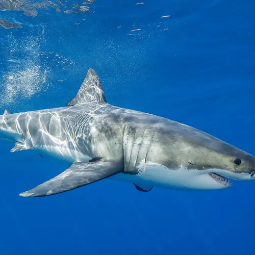 [ Société ] Un grand requin blanc observé au large de Porquerolles