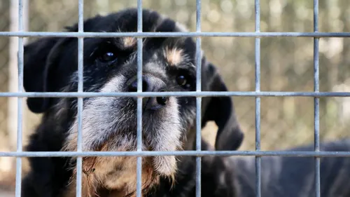 [ SOCIETE ] Arles : quand inflation rime avec abandon des animaux...
