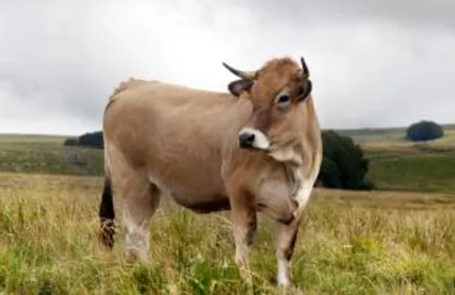[ SANTE ] Le covid de la vache ?