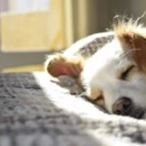 [ SOLIDARITE ] GARD Royal Canin lance un programme d’adoption...