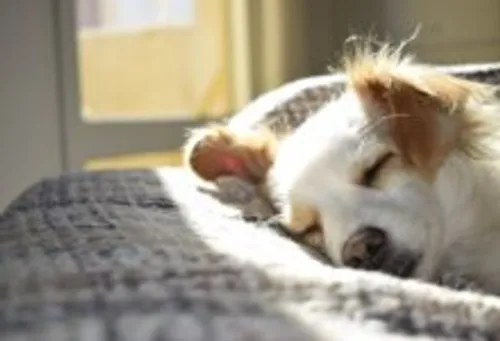 [ SOLIDARITE ] GARD Royal Canin lance un programme d’adoption...