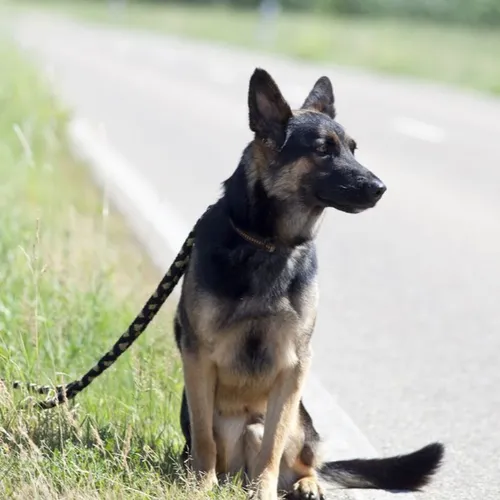 [ SOCIETE ] Encore trop d'animaux abandonnés en période estivale