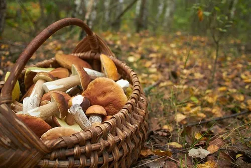 [  Faits divers ] Une femme secourue en forêt après une chute lors...