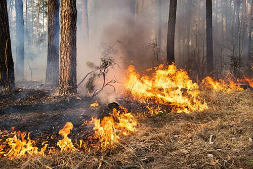 [ SOCIETE ] L'ACCES AUX MASSIFS FORESTIERS RESTE INTERDIT CE 10 JUIN