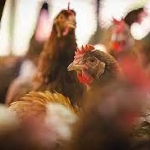 [SANTE]: Un 4ème cas de grippe aviaire confirmé par la préfecture...