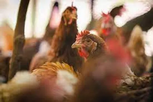 [SANTE]: Un 4ème cas de grippe aviaire confirmé par la préfecture...
