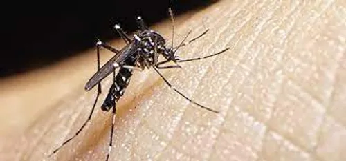[ ENVIRONNEMENT ] Stop aux invasions des moustiques !