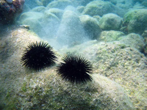 [ SOCIETE ]: La pêche d'oursin repoussée au 1er Décembre en Provence