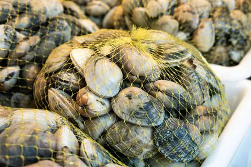 [ SOCIETE ]: Attention si vous avez pêché des palourdes dans la...