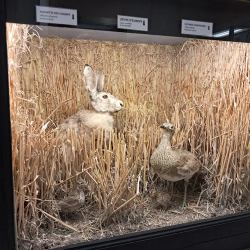 🔊Une exposition sur le monde vivant qui nous entoure à Châteaudun 