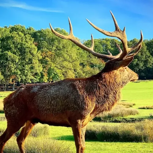 Pour ses 45 ans : le Parc Animalier de Sainte-Croix fera la fête de...