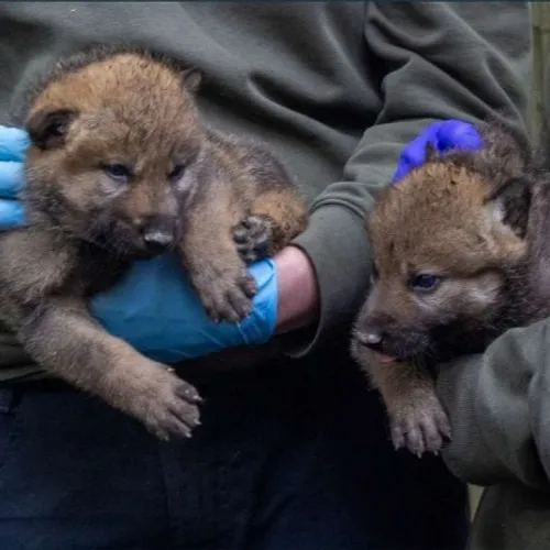 Au Parc Sainte-Croix, des petits bébés loups font leurs arrivées !