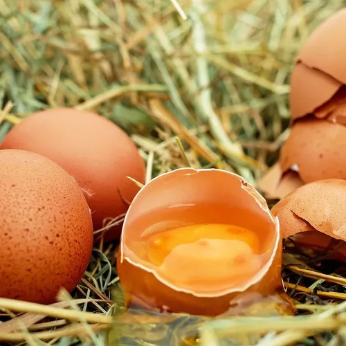 Comment faut-il conserver les œufs ?