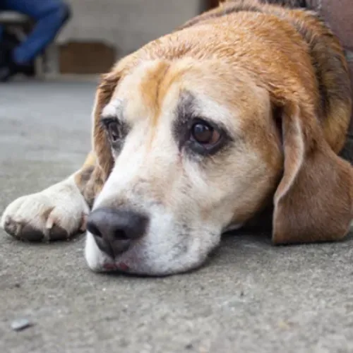 Un chien squelettique : son propriétaire reconnu coupable