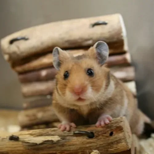 Le hamster d'Alsace connaît un retour progressif depuis dix ans,...