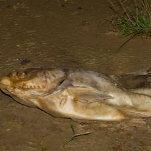 L’Ill frappée par une mortalité massive de poissons suite à un...