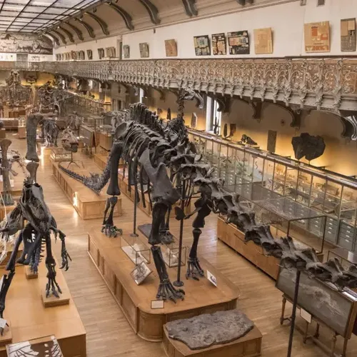 Vol spectaculaire d’or au Muséum d’Histoire naturelle : une...