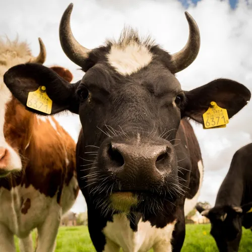 Le salon de l’agriculture se tient à Paris du 22 février au 2 mars
