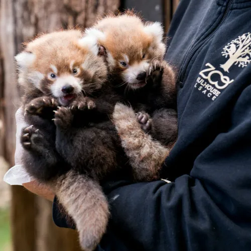 La naissance de deux pandas roux au Parc Zoologique et Botanique de...