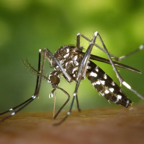 Vallauris :  3 cas de dengue autochtone détectés