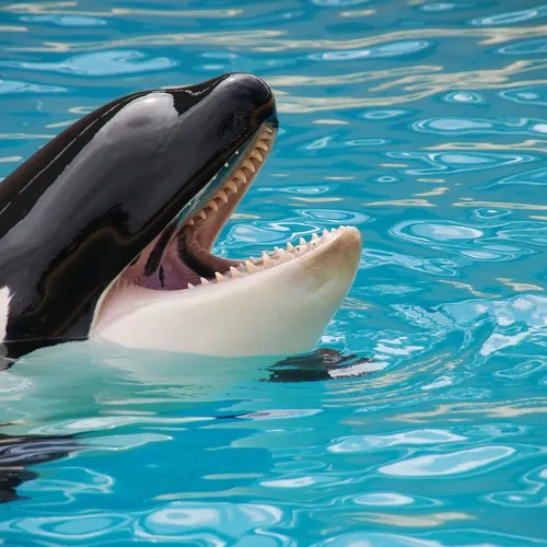 Les orques de Marineland pourraient être transférées prochainement...