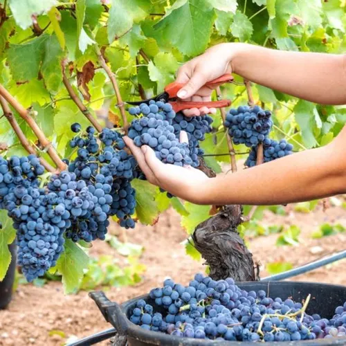 France Travail renforce son dispositif pour la saison des vendanges 