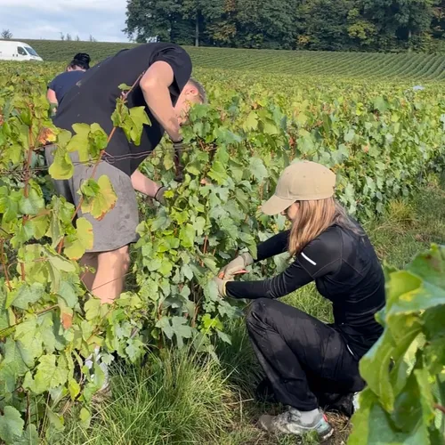 Vendanger avec moins de douleurs, c'est possible ?