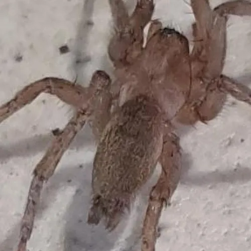 Des araignées cachées au milieu des bananes d'un supermarché