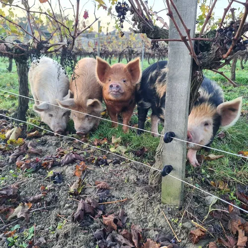 Des cochons dans les vignes marnaises.  