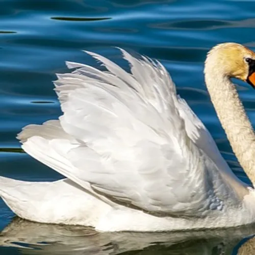 Des cas de grippe aviaire autour du lac du Der
