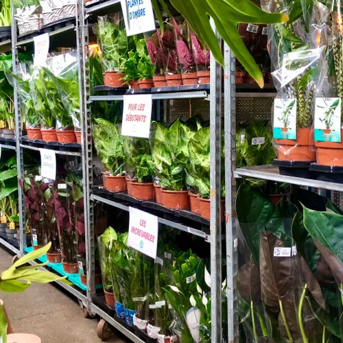 Reims: une vente de plantes pas chères
