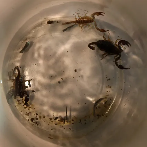 Ils trouvent des scorpions dans leur colis