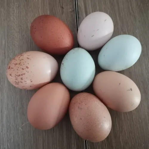 Dans les Ardennes, une vouzinoise élève des poules qui pondent des...