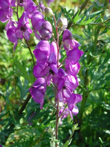 Jardinage  " Reconnaître les plantes en jardinant" le 18 juillet à...