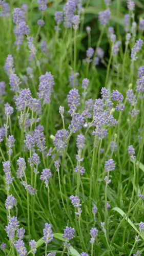 Visite découverte biodiversité le 17 juillet à Grande-Synthe