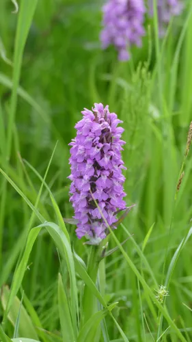 Visite découverte biodiversité ArcelorMittal - les orchidées...