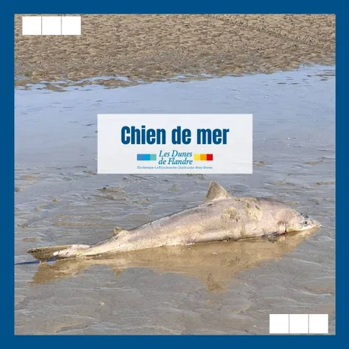 Bray-Dunes : on en sait plus sur le requin aperçu dimanche après-midi