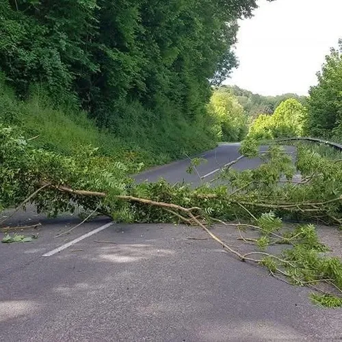 Blendecques : un arbre tombe sur la route