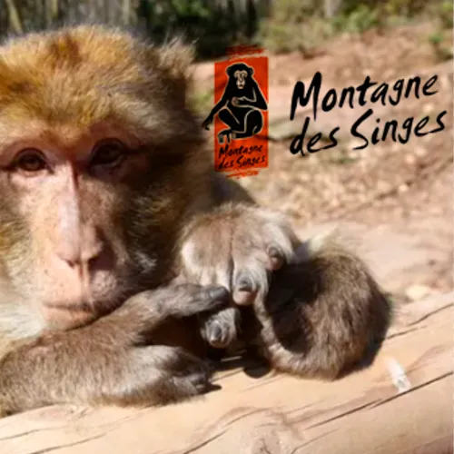 La Montagne des Singes à Kintzheim