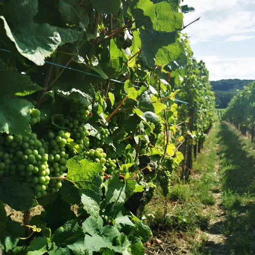 Cleebourg, un vignoble à redécouvrir