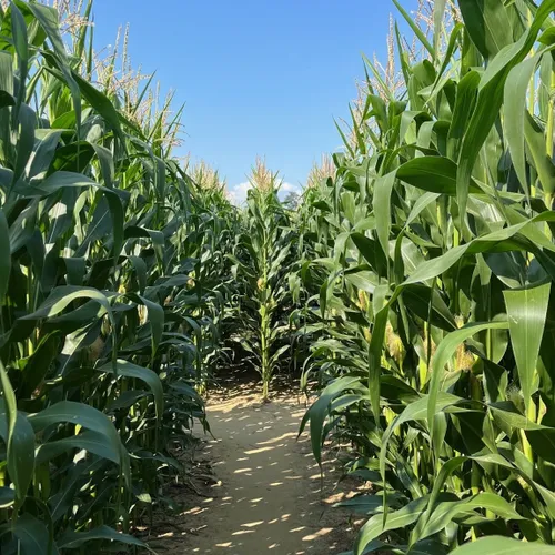 Je vous fais découvrir le Pop Corn labyrinthe d’Oberhausbergen 